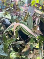 Gibasis Pellucida Variegata Tricolor, Ophalen of Verzenden, Overige soorten, Minder dan 100 cm