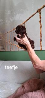 Shih tzu pups, België, Fokker | Hobbymatig, Overige rassen, CDV (hondenziekte)