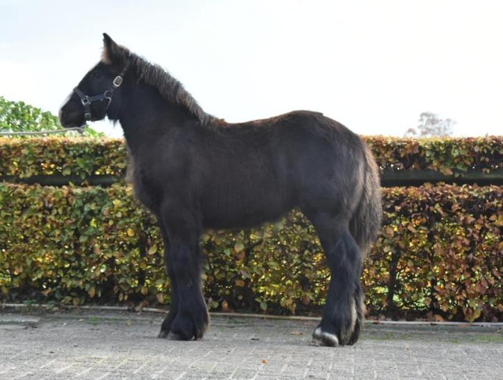 Trekpaard veulen, Dieren en Toebehoren, Paarden, Merrie, Niet van toepassing, Minder dan 160 cm, 0 tot 2 jaar, Recreatiepaard