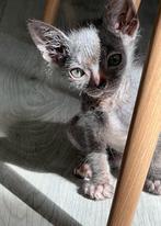 Peterbald x sphynx x oosterse korthaar kittens, Dieren en Toebehoren, Katten en Kittens | Raskatten | Korthaar, Meerdere dieren