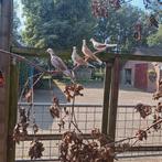 Bonte lachduiven, Dieren en Toebehoren, Vogels | Duiven, Meerdere dieren, Tortelduif