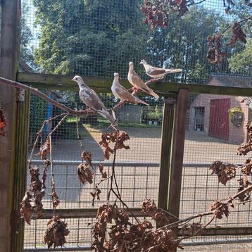 Bonte lachduiven beschikbaar voor biedingen