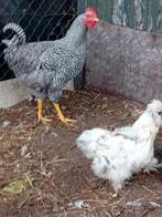 Amrock haan 2025, Dieren en Toebehoren, Pluimvee, Mannelijk, Kip