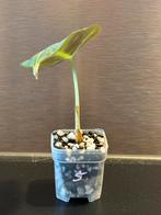 Alocasia mini black velvet #5 potmaat 4 cm, Huis en Inrichting, Ophalen of Verzenden, Overige soorten, Minder dan 100 cm