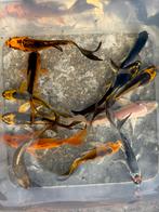 Prachtige butterfly koi kleurenmix !! 18-25€ per stuk!!, Karper of Koi
