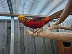 Goud fazant mooi in de veren gratis op te halen!, Mannelijk, Overige soorten