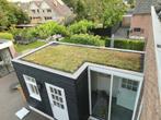 Sedum groen  dak cassettes kant en klaar, Ophalen of Verzenden, Vaste plant, Bodembedekkers, Volle zon