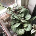 Stekjes, Ophalen, Halfschaduw, Minder dan 100 cm