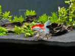 Sluierstaart, Dieren en Toebehoren, Vissen | Aquariumvissen