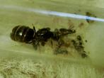 Mieren kolonie, Dieren en Toebehoren, Insecten en Spinnen, Mieren