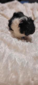 Baby Cavia's te koop, Dieren en Toebehoren, Knaagdieren, Cavia, December, Meerdere dieren, Tam