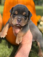 Bullforce Old English Bulldog pups vanaf 1500€, Dieren en Toebehoren, Honden | Bulldogs, Pinschers en Molossers, Nederland, 15 weken tot 1 jaar