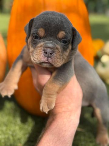 Bullforce Old English Bulldog pups vanaf 1500€ beschikbaar voor biedingen