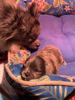 Huiskamer nest pomchi pups blue merle 1 reu, Dieren en Toebehoren, Honden | Chihuahua's en Gezelschapshonden, Rabiës (hondsdolheid)