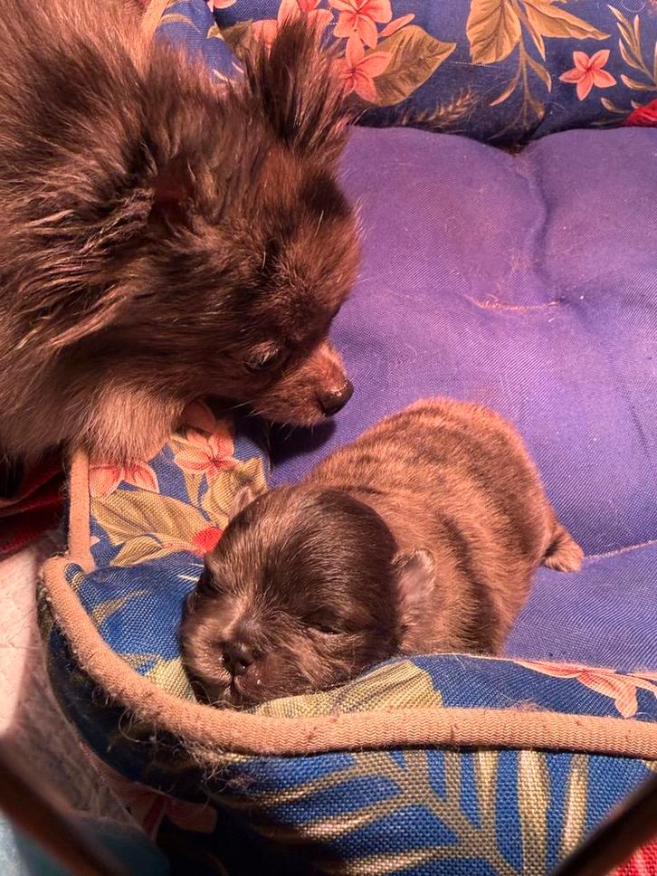 Huiskamer nest pomchi pups blue merle 1 reu, Dieren en Toebehoren, Honden | Chihuahua's en Gezelschapshonden, Reu, Overige rassen