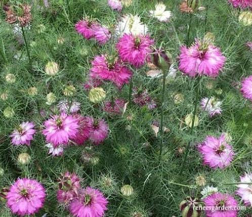 Zaden Nigella Persian Rose, Tuin en Terras, Bloembollen en Zaden, Volle zon, Verzenden
