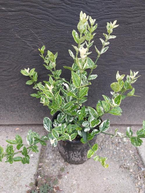 Euonymus fortunei 'Harlequin' (Kardinaalshoed, Kardinaalsmut, Tuin en Terras, Planten | Tuinplanten, Vaste plant, Overige soorten