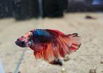 Betta splendens koi nemo halfmoon, Dieren en Toebehoren, Vissen | Aquariumvissen, Vis, Zoetwatervis