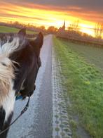 Bijrijder gezocht, Dieren en Toebehoren, Paarden en Pony's | Verzorgingsproducten, Ophalen, Nieuw
