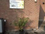 Niet woekerende bamboe, Fargesia Robusta Wolong, Vaste plant, Bloeit niet, Halfschaduw, Ophalen