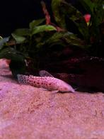 Albino kwikwi, Dieren en Toebehoren, Vissen | Aquariumvissen, Vis, Zoetwatervis, Schoolvis