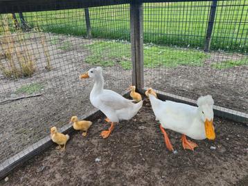 Koppel Oud Hollandse kuifeenden met 4 baby eendjes beschikbaar voor biedingen