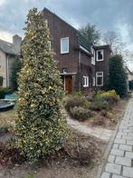 Hulstboom, Tuin en Terras, Bloeit niet, 100 tot 250 cm, Zuilboom, Ophalen