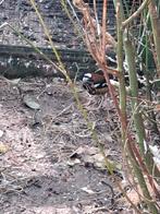 Kweekkoppel kastanjeruglijsters 2023, Dieren en Toebehoren, Vogels | Overige Vogels, Meerdere dieren, Geringd