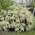 **ACTIE** Spirea vanhouttei, spierstruik van houtii, Ophalen of Verzenden, Overige soorten, Struik, Minder dan 100 cm