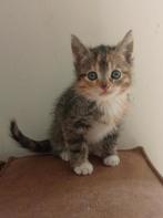 Super lieve vrolijke kittens, Dieren en Toebehoren, Katten en Kittens | Raskatten | Korthaar, Poes, Ontwormd