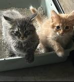 Maine Coon kittens klaar voor vertrek, 0 tot 2 jaar, Kater, Ingeënt