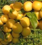 Siberische pruimenboom "Gek", Overige soorten, Lente, 100 tot 250 cm, Ophalen