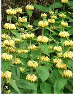 Brandkruid phlomis russeliana,, Tuin en Terras, Planten | Tuinplanten, Volle zon, Vaste plant, Zomer, Ophalen