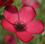 Zaden rode Vlas -  Linum rubrum grandiflorum, Verzenden, Voorjaar, Volle zon, Zaad