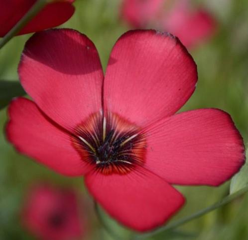 Zaden rode Vlas -  Linum rubrum grandiflorum, Tuin en Terras, Bloembollen en Zaden, Zaad, Voorjaar, Volle zon, Verzenden