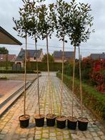 Photinia fraseri Red Robin op stam, Tuin en Terras, Planten | Bomen, Halfschaduw, Ophalen of Verzenden, Lente, 100 tot 250 cm