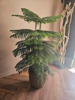 Grote plant excl. Pot Kamerden (Araucaria heterophylla), Ophalen, Zo goed als nieuw, Binnen