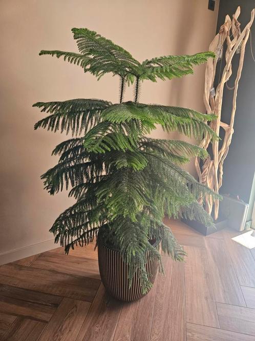 Grote plant excl. Pot Kamerden (Araucaria heterophylla), Huis en Inrichting, Woonaccessoires | Kunstplanten en Kunstbloemen, Zo goed als nieuw
