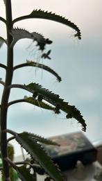 Mother of thousands plant stekjes, Huis en Inrichting, Kamerplanten, Ophalen