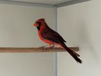 Rode kardinaal - cardinalis cardinalis, Dieren en Toebehoren, Vogels | Overige Vogels, Meerdere dieren, Geringd