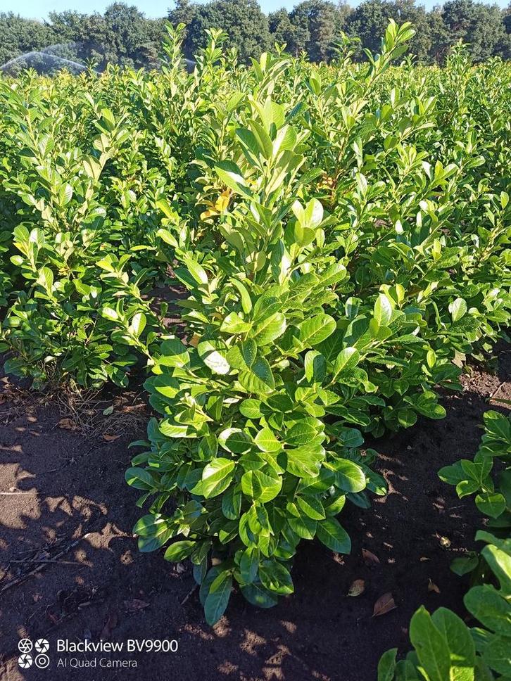 Laurier Prunus Rotundifolia 60 tot 200cm struiken haag plant, Tuin en Terras, Planten | Struiken en Hagen, Struik, Laurier, 100 tot 250 cm