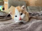 Rood wit katertje te koop, Dieren en Toebehoren, Katten en Kittens | Overige Katten, Kater
