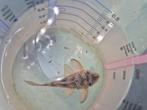 L pleco, Vis