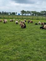 Fraaie stamboek Ouessant schaapjes. Ooitjes met een ramlam., Dieren en Toebehoren, Vrouwelijk, Schaap