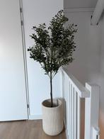 Olijfboom met pot, Tuin en Terras, Planten | Bomen, Ophalen, Volle zon, Olijfboom, 100 tot 250 cm
