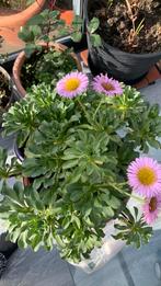 Vaste tuin plant met pot €10, Tuin en Terras, Ophalen, Bloeit niet, Overige soorten, Halfschaduw