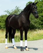 Talentvolle brave ruin Livius x Wynton ⭐️, Ruin, Dressuurpaard