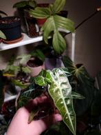 Alocasia Polly Splash, Huis en Inrichting, Ophalen of Verzenden, Overige soorten, Minder dan 100 cm