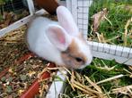 Jong konijn te koop!, Dieren en Toebehoren, Konijnen