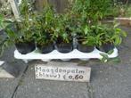 Maagdenpalm plantjes, Ophalen, Bodembedekkers, Vaste plant, Halfschaduw
